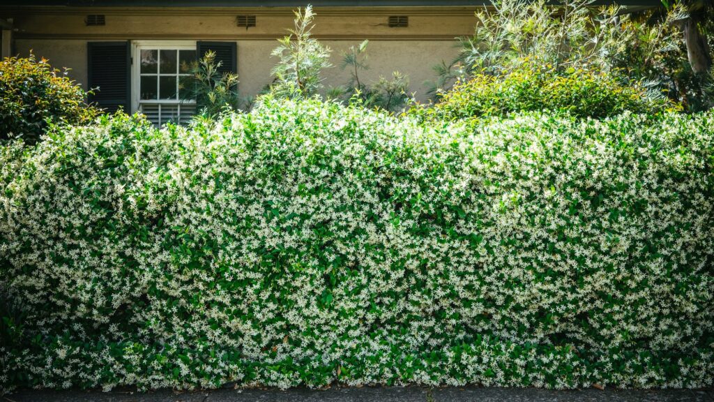 Green hedge in the frontyard
