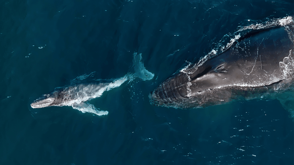 Humpback whales can give birth while migrating thousands of miles