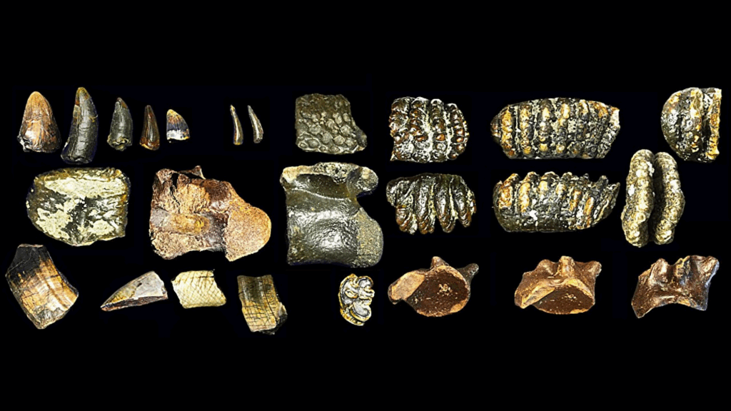 These human ancestors weren't as lonely as experts thought