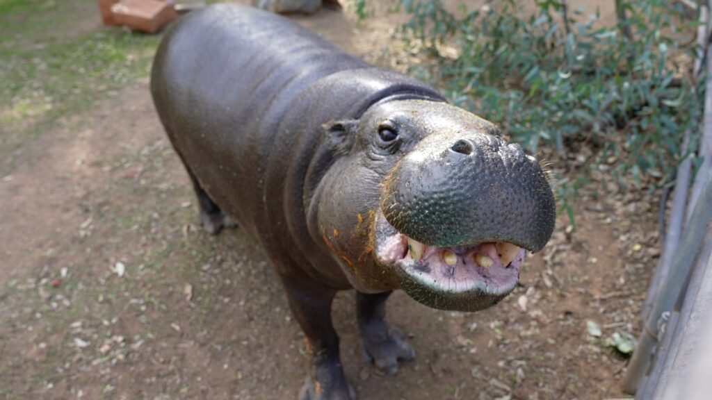 a pygmy hippo shows teeth in seemingly happy way