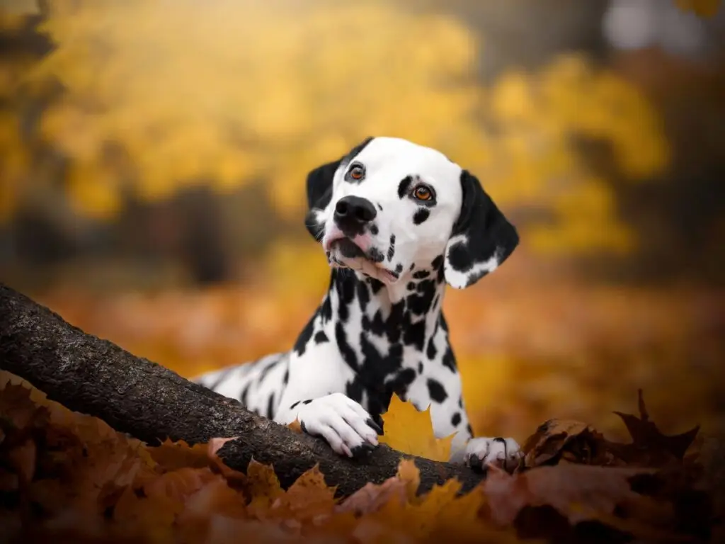 Ready-made stem cell therapies for pets could be coming