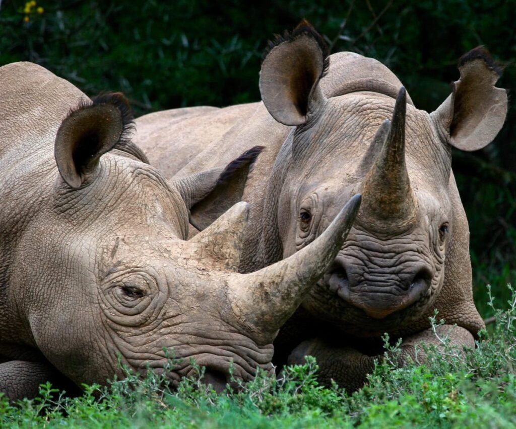Founders Lodge - Where conservation meets safari in South Africa’s Eastern Cape