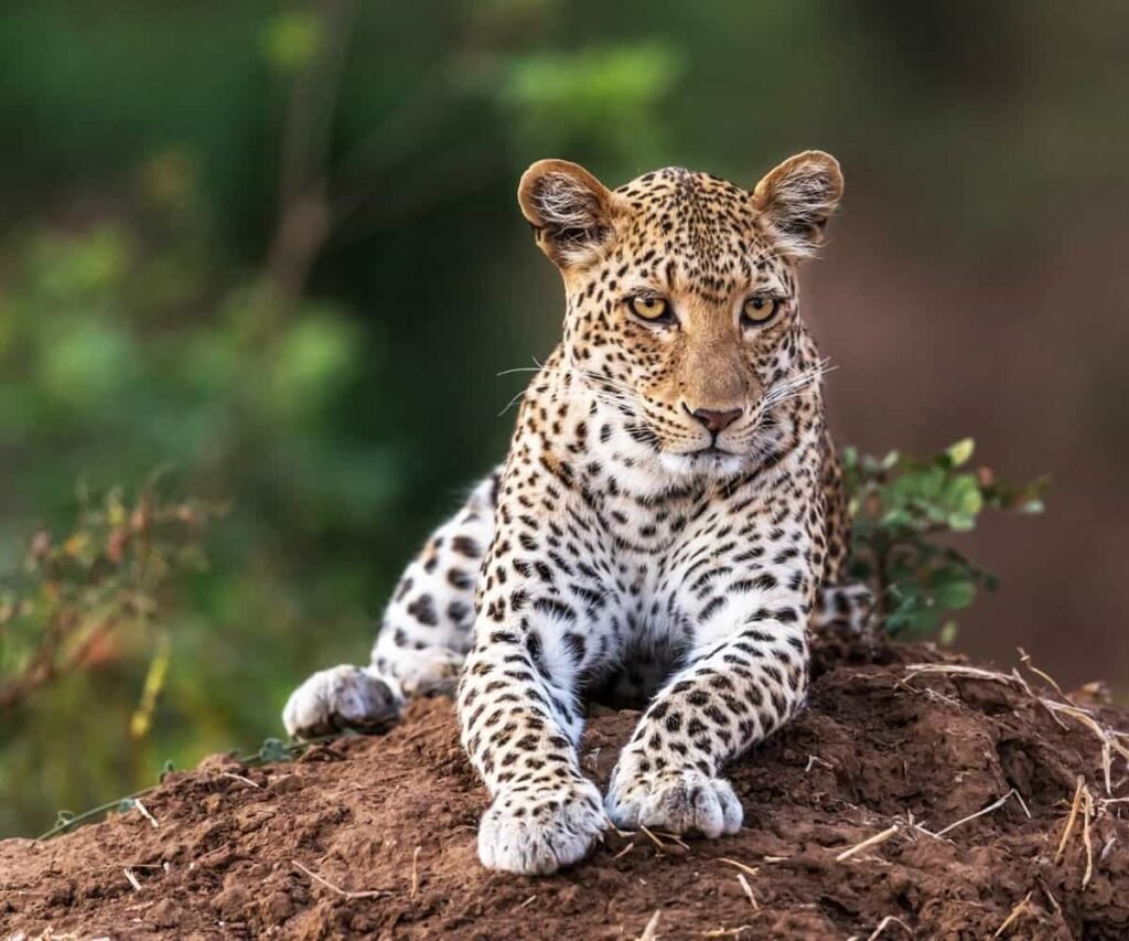 Coming soon to Zambia’s Kingdom Coming soon to Zambia's Kingdom