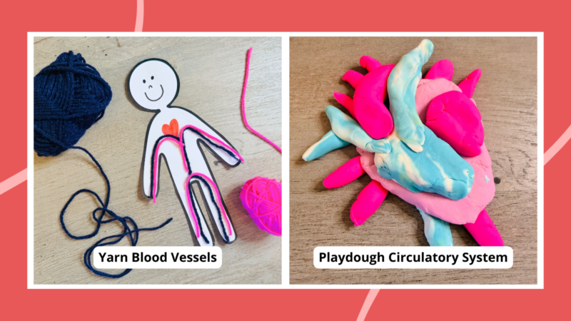 30 Hands-On Circulatory System Activities for Kids two circulatory system activities for kids