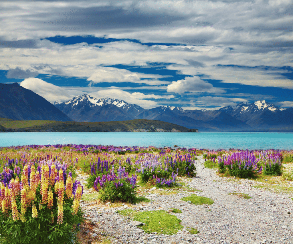 The quiet comfort of Wild New Zealand